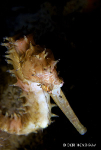 " A Different Angle"  Thorny Seahorse portrait by Debi Henshaw 
